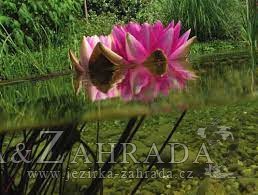 Návod na realizaci menšího jezírka s fólií