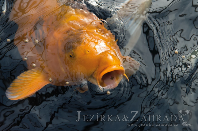 Jezírka s osazením chovnými rybami – uklidňující síla