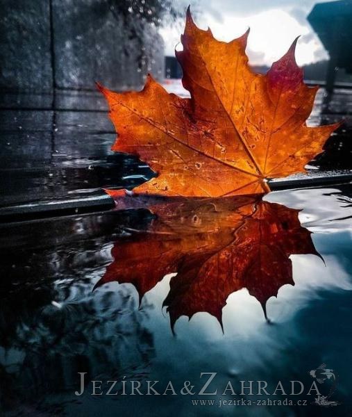 Ideální zazimování jezírka