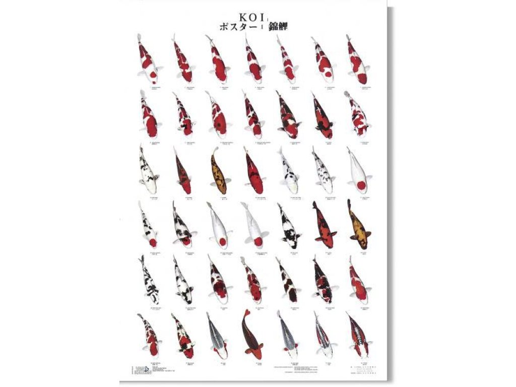 KOI kapr poster (plakát 1. díl)