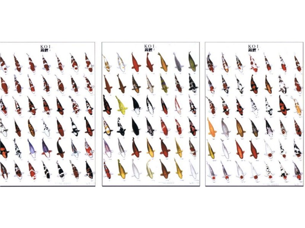 KOI kapr poster (plakát 3. díl)