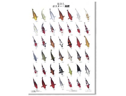 KOI kapr poster (plakát 2. díl)