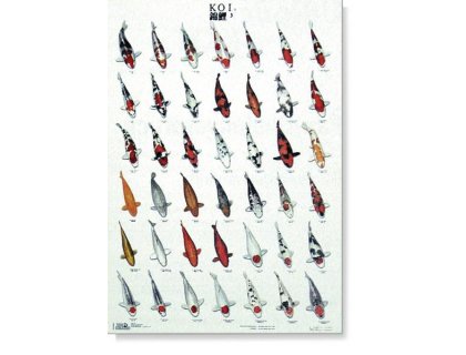 KOI kapr poster (plakát 3. díl)