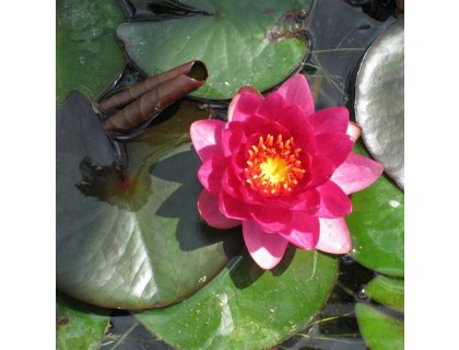 Leknín růžový - Nymphaea James Brydon