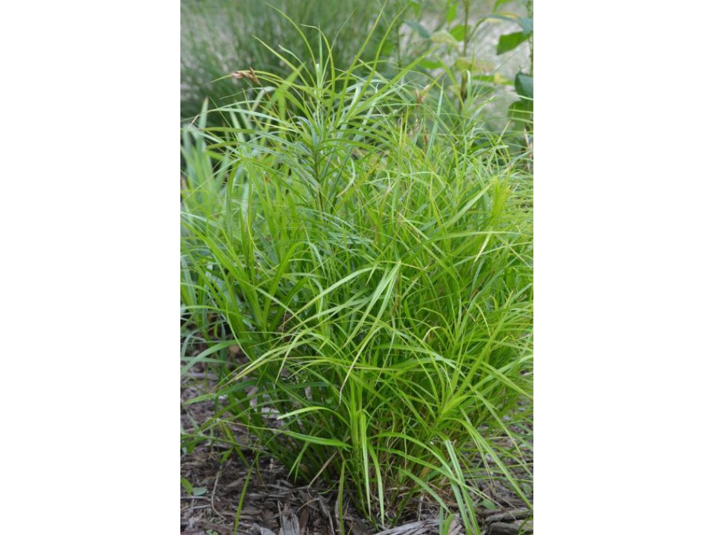 Ostřice palmová - Carex muskingumensis