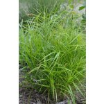 Ostřice palmová - Carex muskingumensis