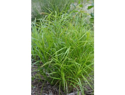 Ostřice palmová - Carex muskingumensis