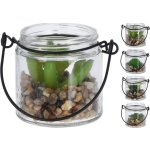 Sukulent ve sklenici