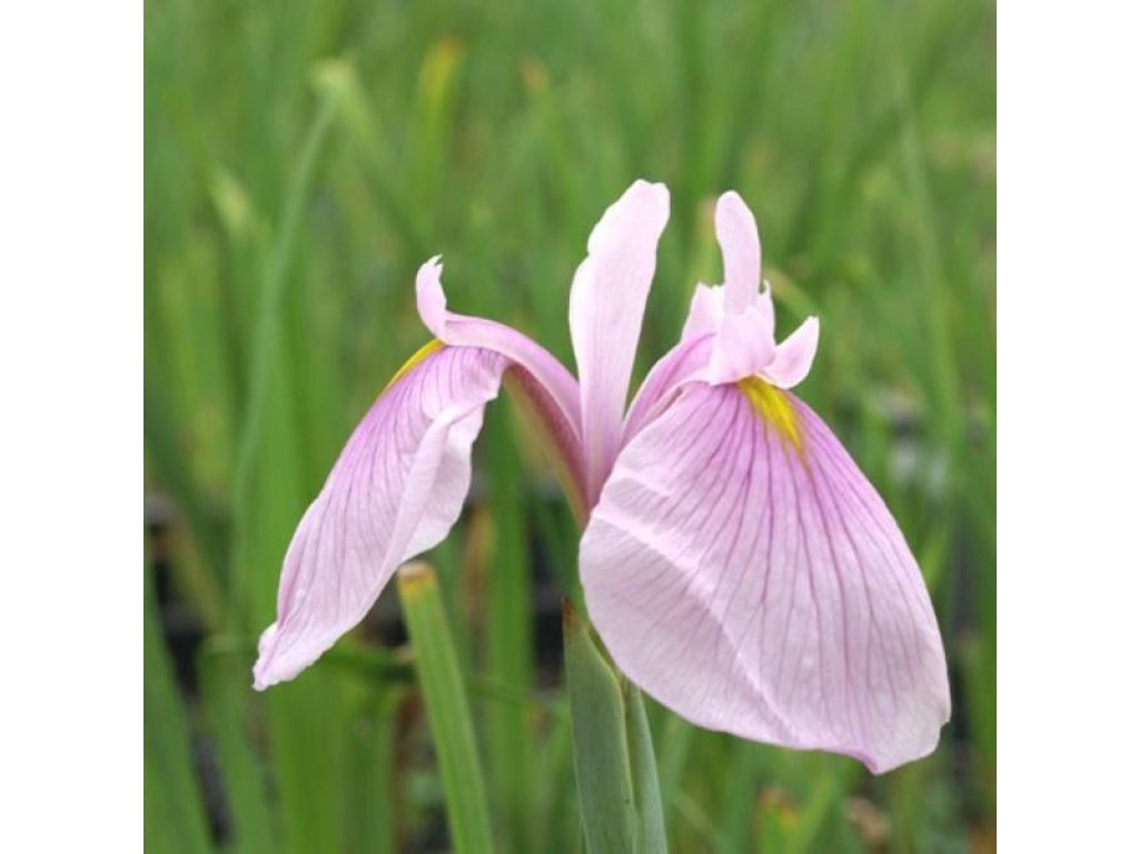 Kosatec růžový - Iris kaempferi darling