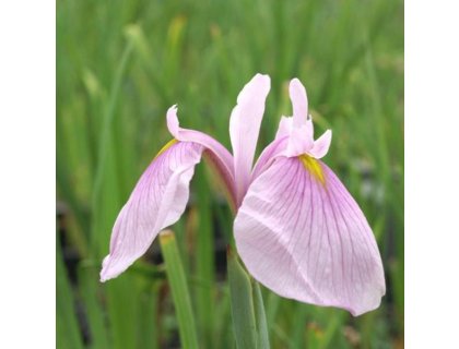Kosatec růžový - Iris kaempferi darling
