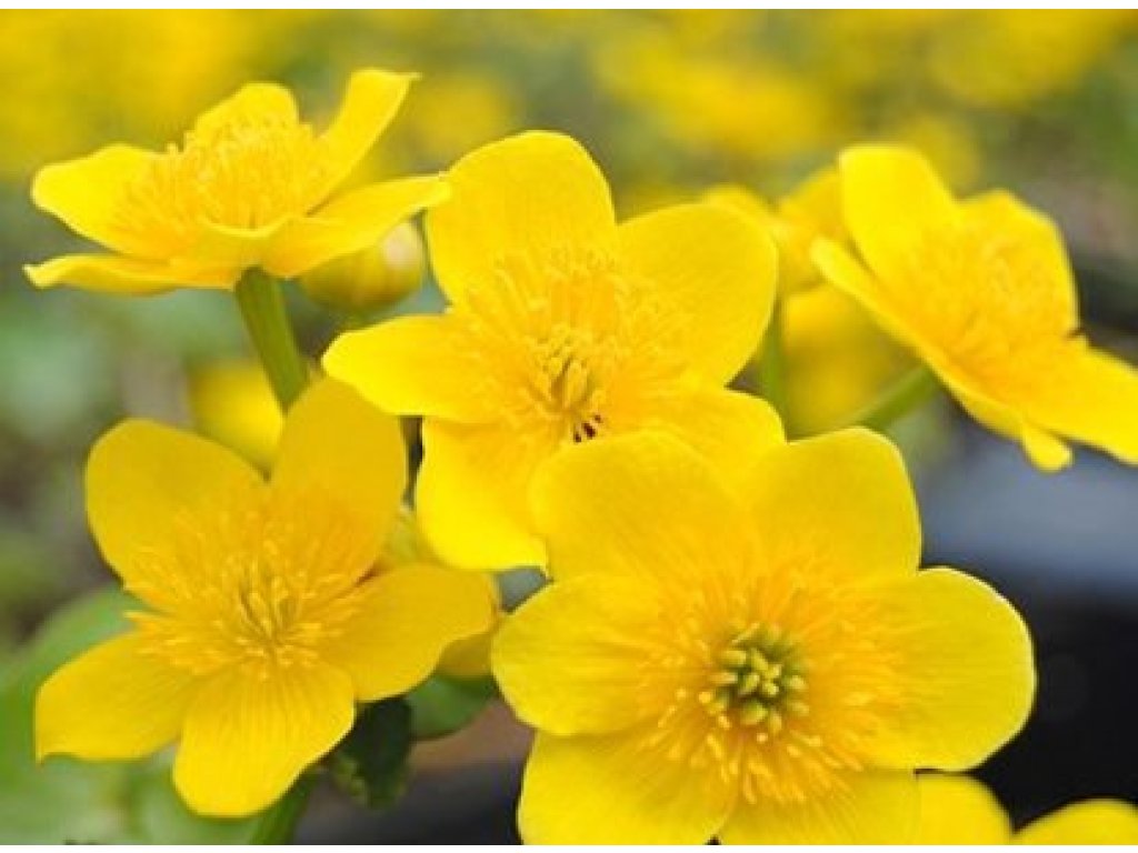 Blatouch bahenní - Caltha palustris