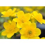Blatouch bahenní - Caltha palustris