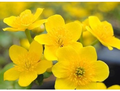 Blatouch bahenní - Caltha palustris