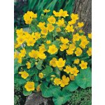 Blatouch bahenní - Caltha palustris