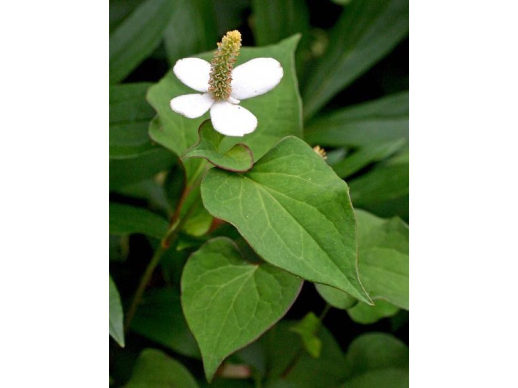 Vodní květina do jezírka.