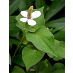 Vodní květina do jezírka.