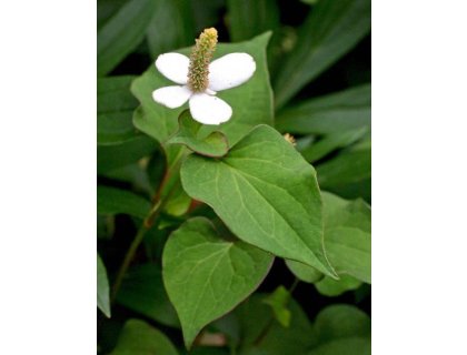 Vodní květina do jezírka.