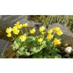 Blatouch bahenní - Caltha palustris