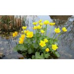 Blatouch bahenní - Caltha palustris