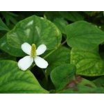 Vodní květina do jezírka.