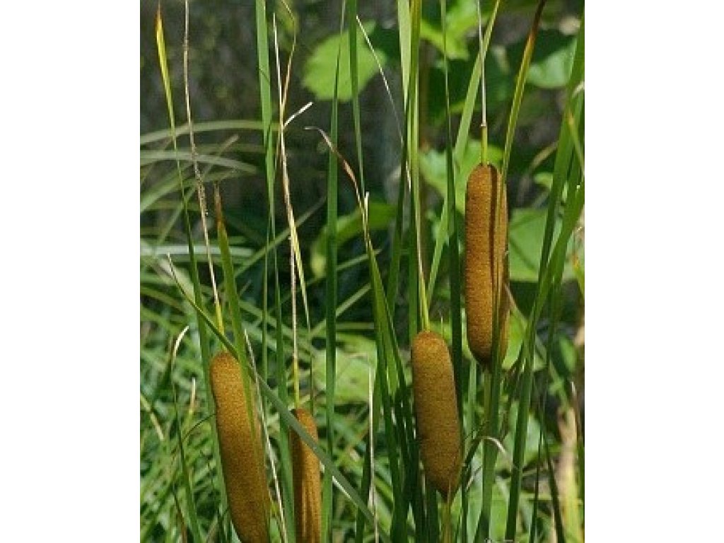 Orobinec nejmenší - Typha minima