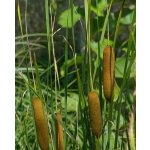 Orobinec nejmenší - Typha minima