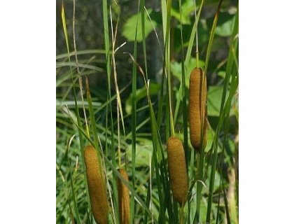Orobinec nejmenší - Typha minima