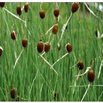 Orobinec nejmenší - Typha minima