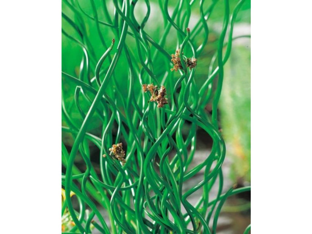 Sítina rozkladitá - Juncus effusus "Spiralis"