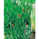 Sítina rozkladitá - Juncus effusus "Spiralis"
