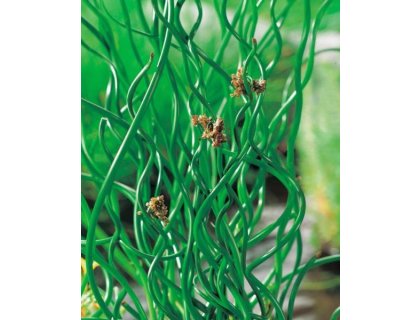 Sítina rozkladitá - Juncus effusus "Spiralis"