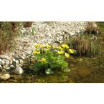 Blatouch bahenní - Caltha palustris