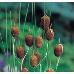 Orobinec nejmenší - Typha minima