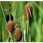 Orobinec nejmenší - Typha minima