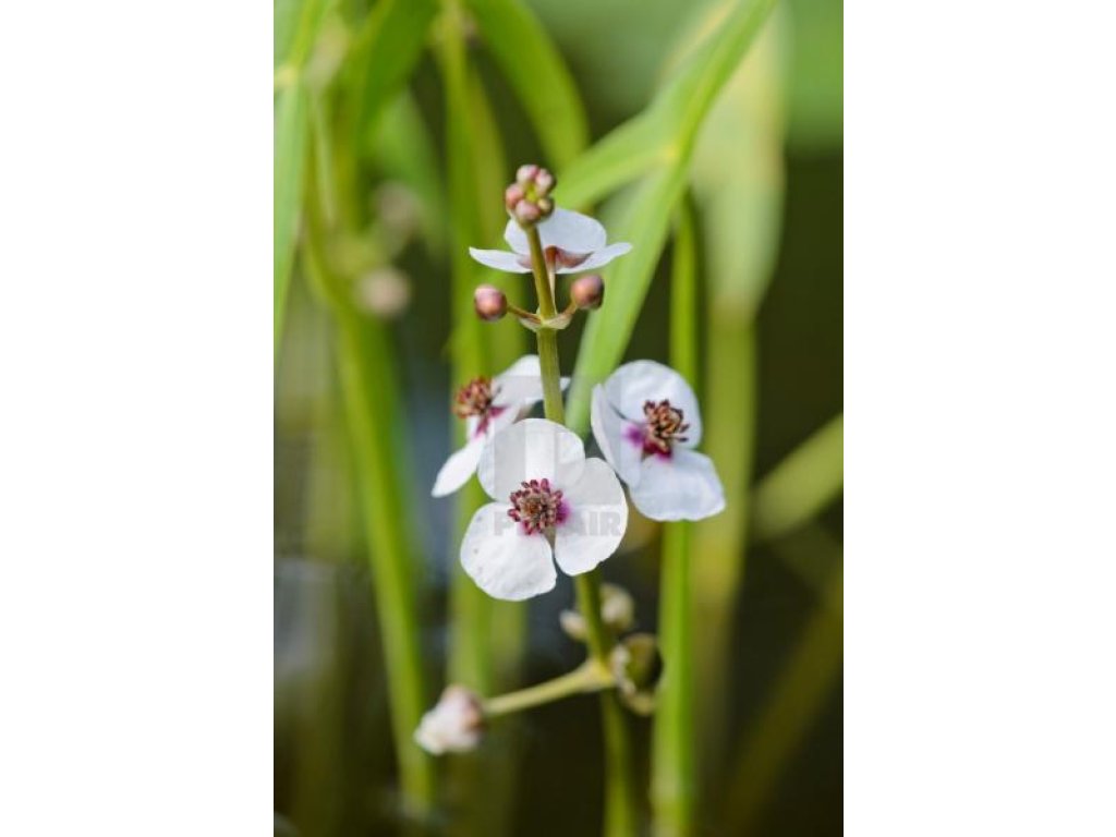 Šípatka vodní - Sagittaria sagittifolia