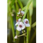 Šípatka vodní - Sagittaria sagittifolia