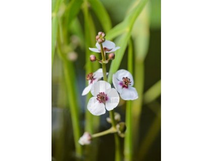Šípatka vodní - Sagittaria sagittifolia