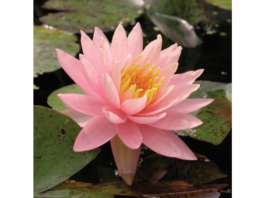 Leknín růžový - Nymphaea Sunny Pink