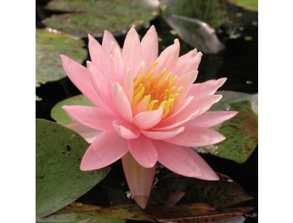 Leknín růžový - Nymphaea Sunny Pink