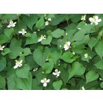 Vodní květina do jezírka.