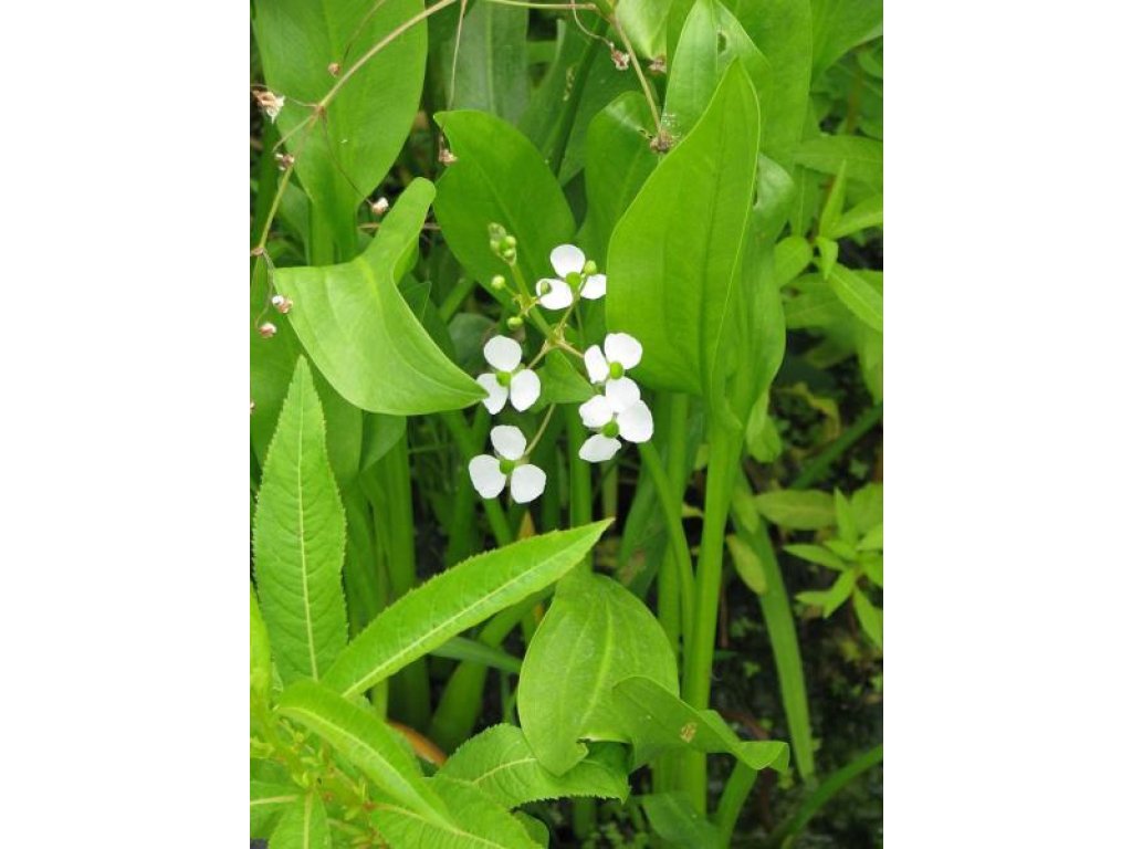 Šípatka trávolistá - Sagittaria graminea
