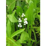 Šípatka trávolistá - Sagittaria graminea