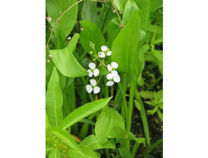 Šípatka trávolistá - Sagittaria graminea