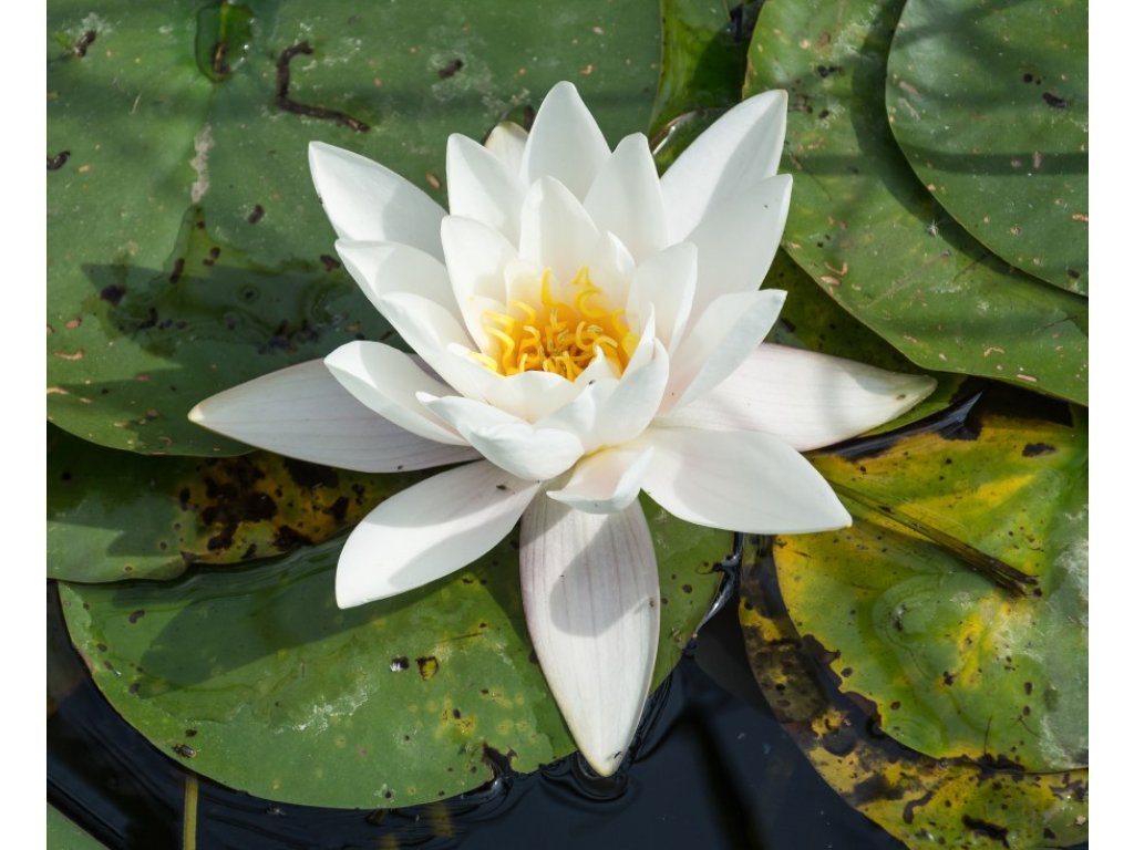 Leknín bílý - Nymphaea Alba
