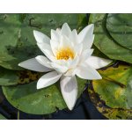 Leknín bílý - Nymphaea Alba