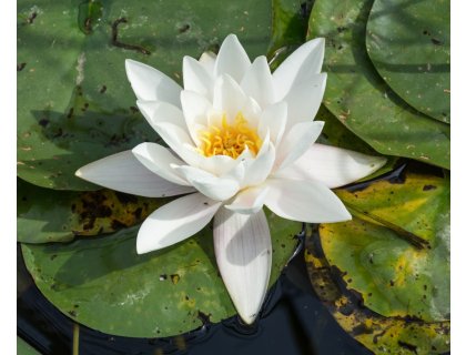 Leknín bílý - Nymphaea Alba