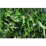 Šípatka vodní - Sagittaria sagittifolia