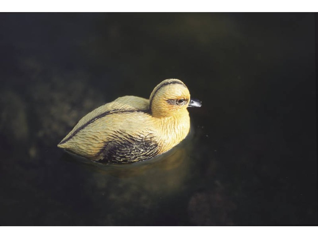 Oase plovoucí kačátko dekorace (13cm)