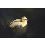 Oase plovoucí kačátko dekorace (13cm)