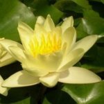 Leknín žlutý - Nymphaea Yellow Sensation